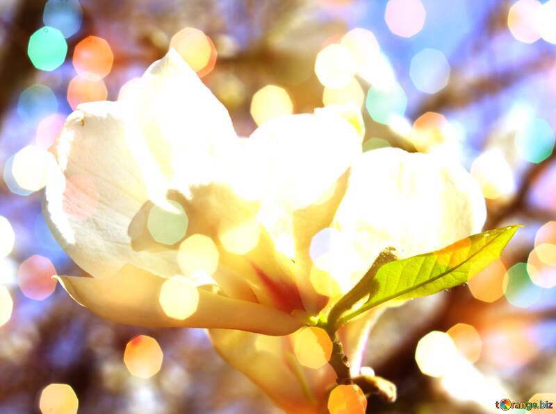 Magnolia Petal Serenade in Love`s Spring Harmony №39710