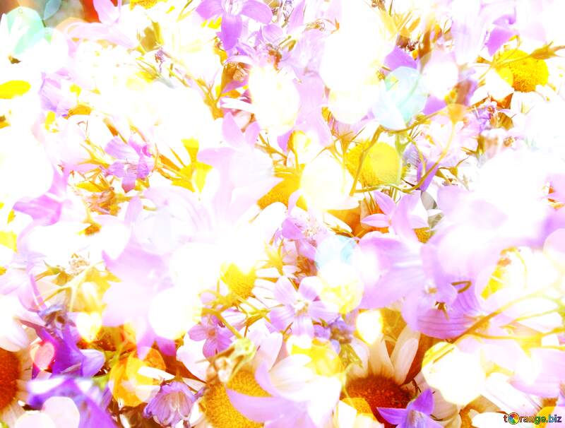 Pastel Daisies flower background №9802