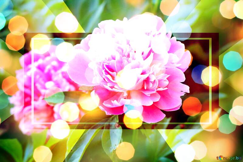 Peonies Petal Serenade in Love`s Bloom Background №32639
