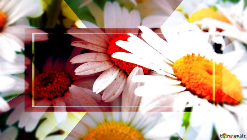 Retro Daisy Flowers Background. Groovy Flowers №9797