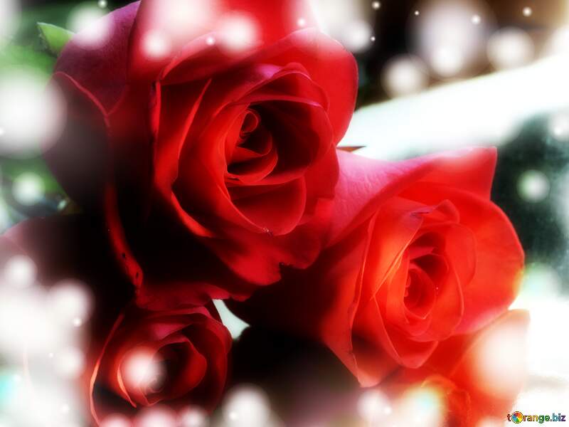 Rose Bouquet: Love`s Greetings in Background Elegance №7210
