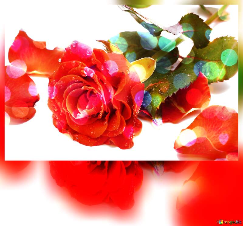 Rose Bouquet: Love`s Greetings in Background Elegance №16876
