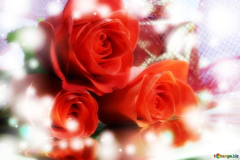 Rose Elegance: Greetings of Love in Floral Harmony №7265