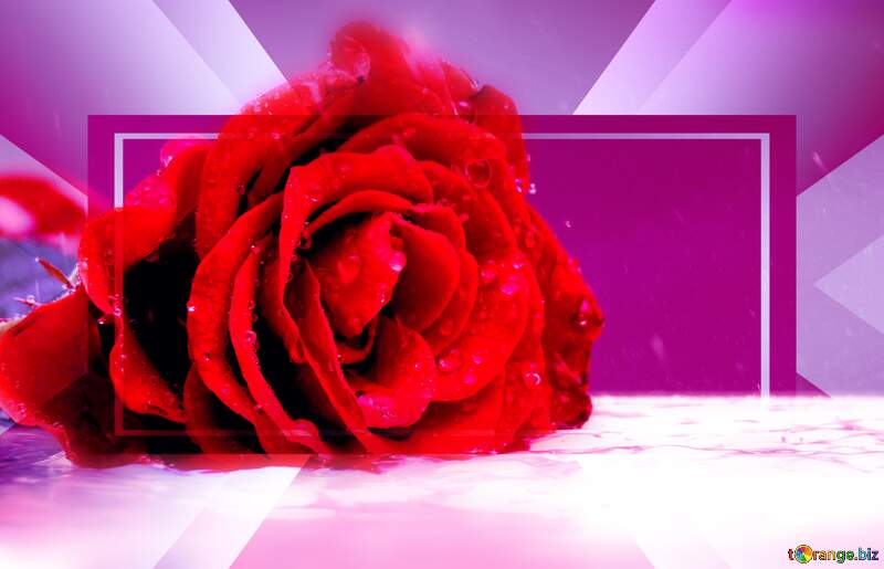 Rose Elegance: Greetings of Love in Floral Harmony №16906