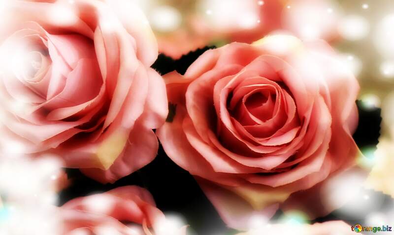 Rose Elegance: Greetings of Love in Floral Symphony №47121