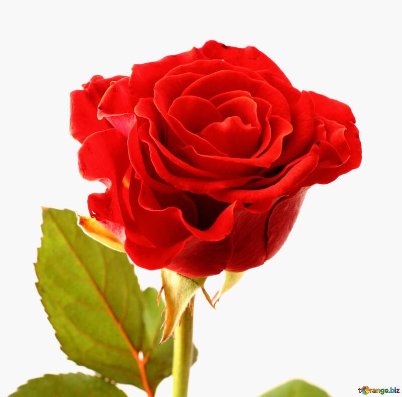 Rose flower №17040
