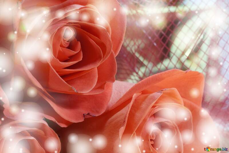 Rose Petal Elegance in Love`s Background Bloom №7265