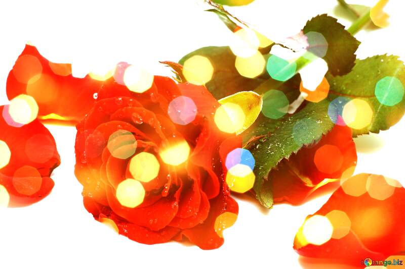 Rose Petal Symphony in Love`s Background Bloom №16876