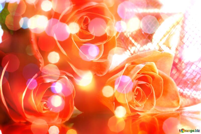 Rose Serenade: Greetings of Love in Background Bloom №7265