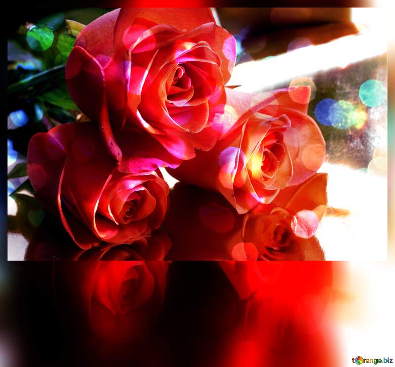 Rose Serenade: Greetings of Love in Floral Bloom №7210