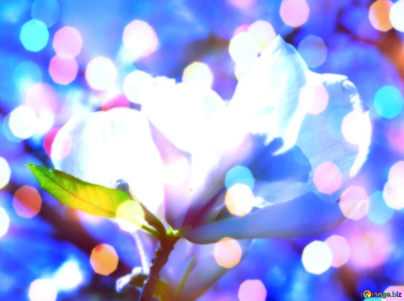 Spring Love Blossoms: Magnolia Petal Embrace №39710