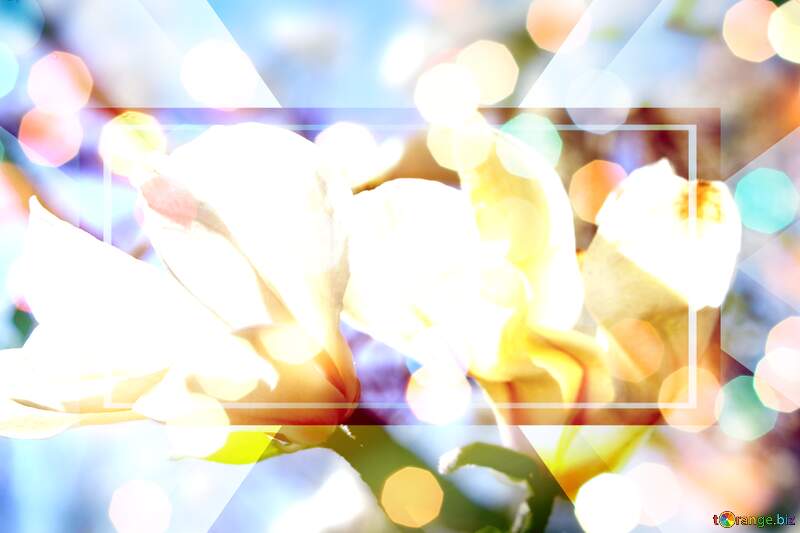 Spring`s Elegance: Magnolia Love Blossoms in Harmony №39715