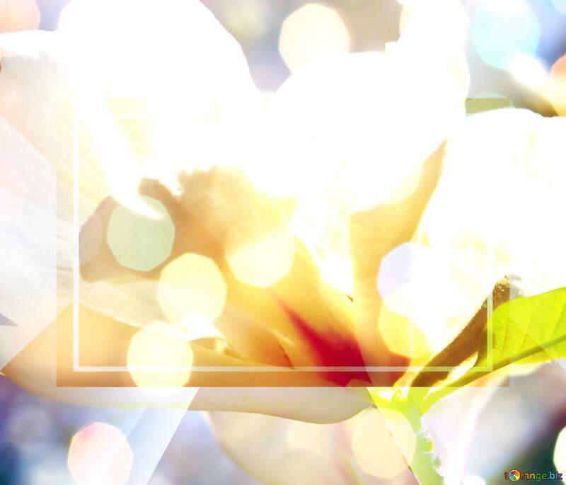 Spring`s Embrace: Magnolia Love in Full Bloom №39710