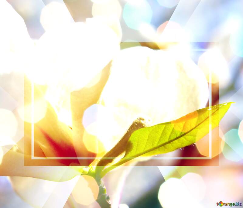 Spring`s Love Affair with Magnolia Blossoms №39710