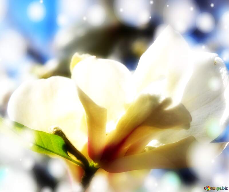 Spring`s Love Unfolds in Magnolia Blossom Elegance №39710