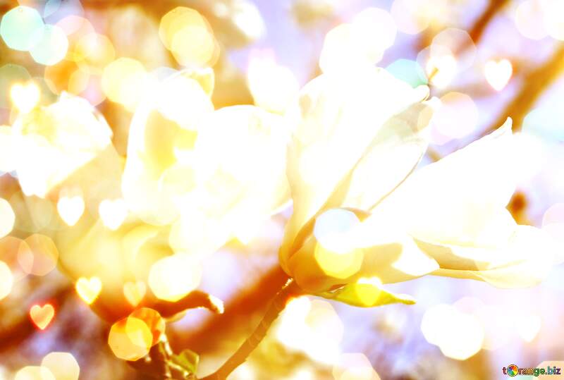 Spring`s Love Waltz: Magnolia Blooms in Radiant Splendor №39715