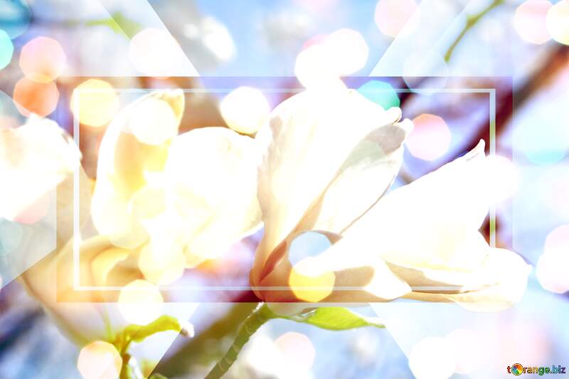 Spring`s Love Waltz: Magnolia Blossoms in Radiant Harmony №39715
