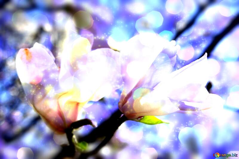 Spring`s Magnolia Love Waltz: Petal Symphony Unveiled №39715