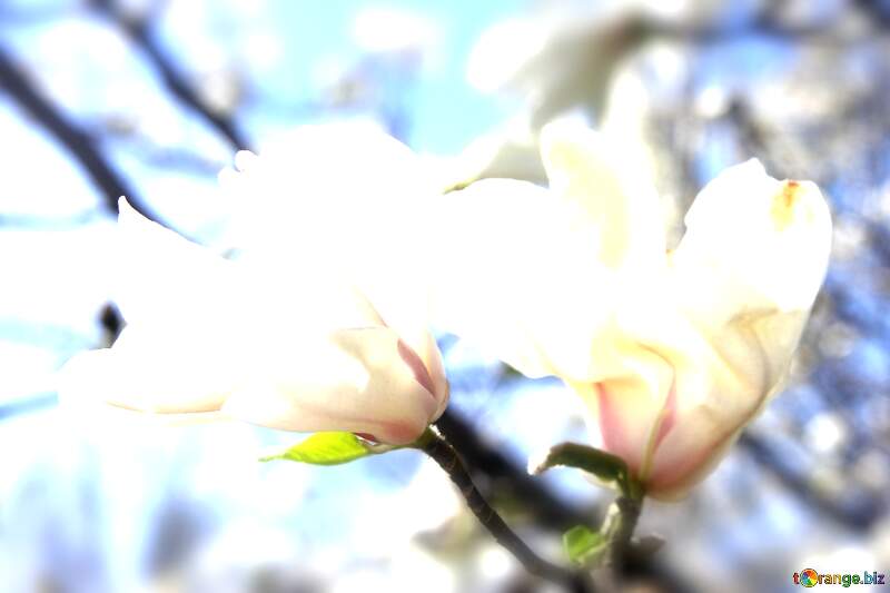 Spring`s Magnolia Petal Affection: Love Blossoms Radiantly №39715