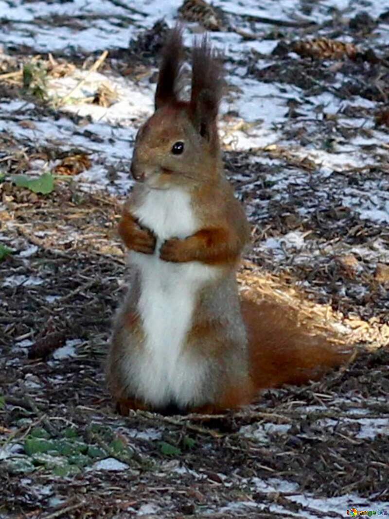 squirrel on winter  ground №51469