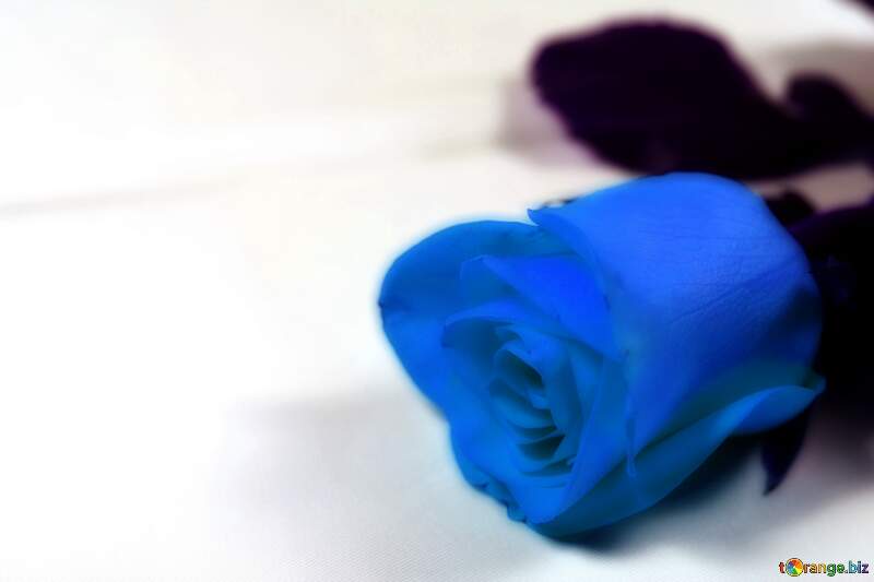 Stunning Blue Rose: A Symbol of Uniqueness and Mystery №7199