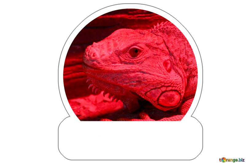 Stunning Red-Illuminated Bearded Dragon Portrait №45798