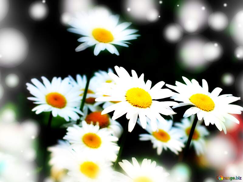 Sunlit Daisy Blossoms Background №33417
