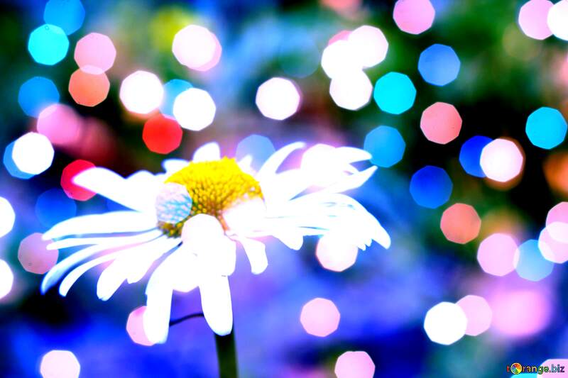 Sunny Daisy Blossoms Background №54404