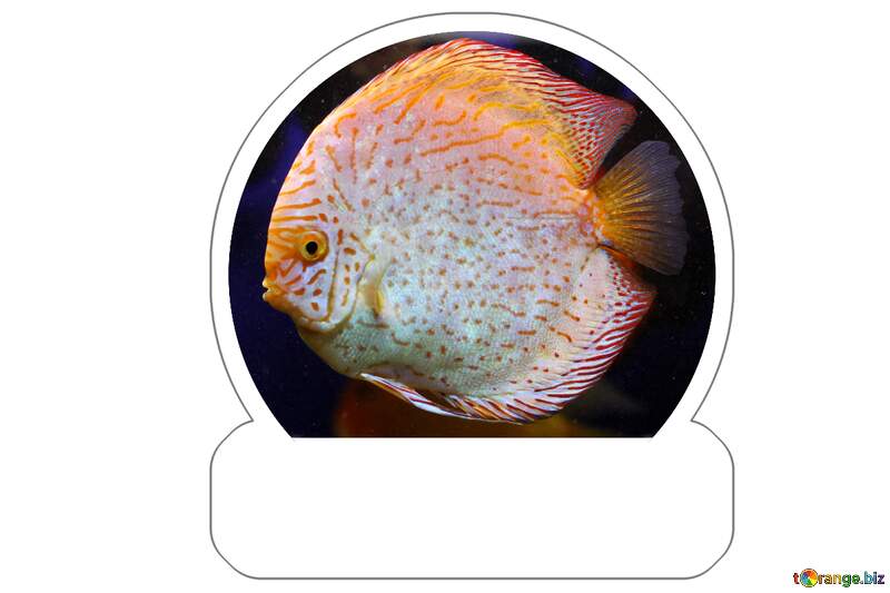 Vibrant Discus Fish in Aquatic Splendor: An Artistic Exploration №53950