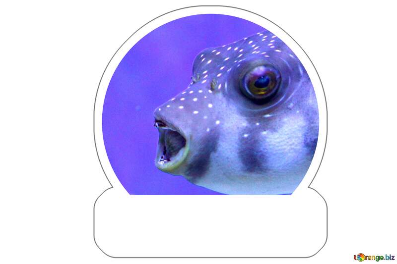 Vibrant Underwater Portrait of a Spotted Pufferfish Against a Purple Backdrop №53900