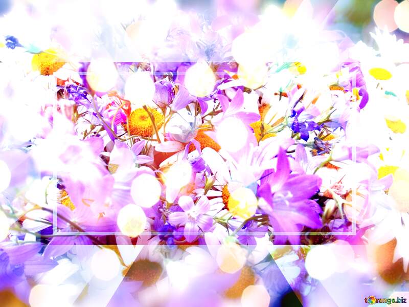 Wallpaper bloom, white daisy, flowers, flora desktop wallpaper, hd №9802