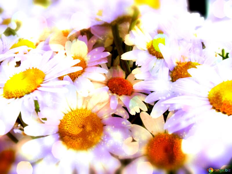 Wallpapers Daisy Phone Images №9797
