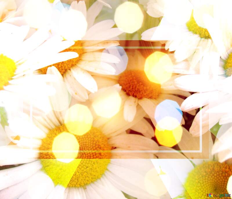 Wallpapers Daisy Phone Images №9797