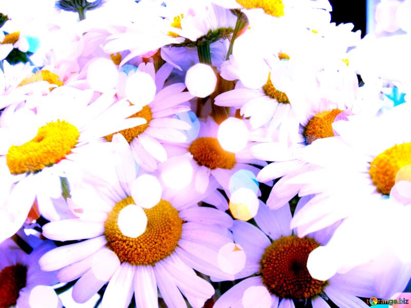 White daisy flower on blue background №9797
