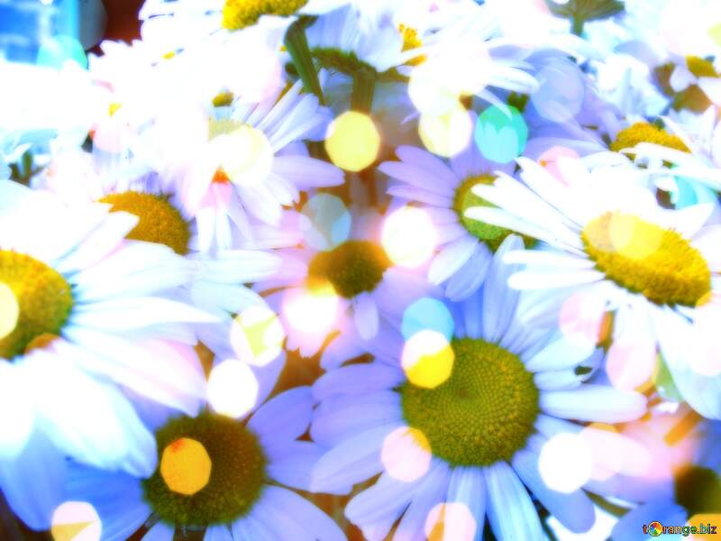 White daisy flower on light blue background №9797