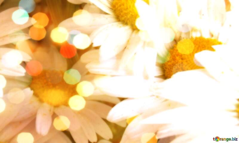 White Daisy Flower Texture Background Stock Photo №9797