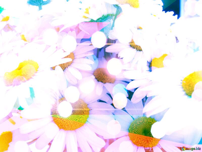 White daisy flowers background soft focus №9797