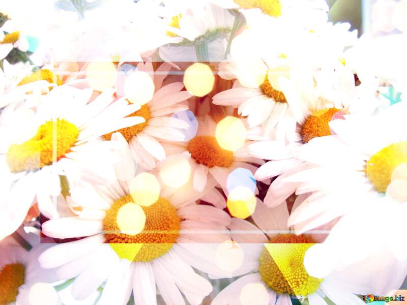 White flowers, daisies, daisy, nature, HD phone wallpaper №9797