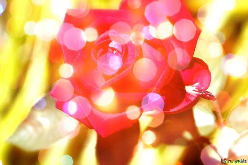 Wishful Roses: Love Blooms in Greetings №4212
