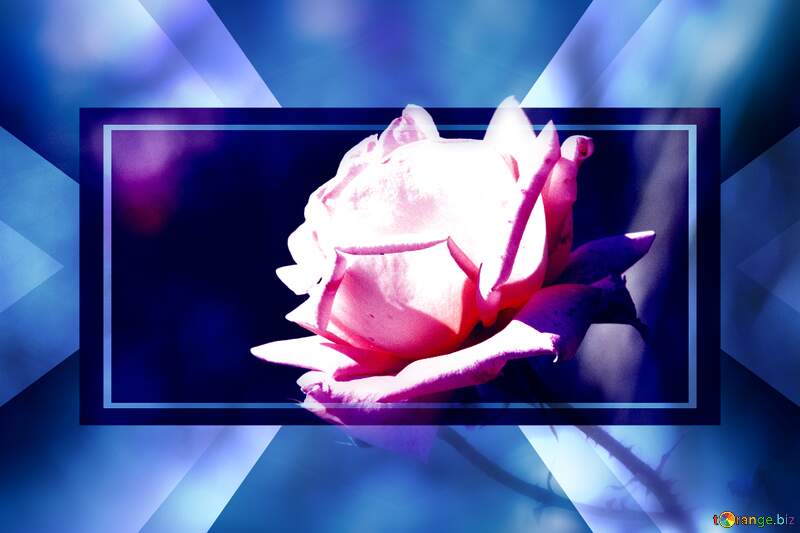 Wishing Petal Harmony: Love Blooms in Background №4210