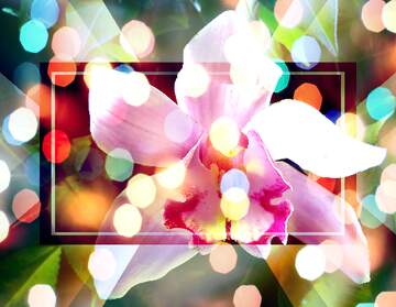 FX №267208 Enchanting Orchid Wishes: A Holiday Background Bliss