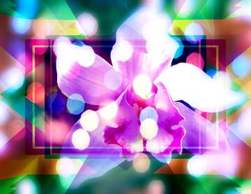 FX №267215 Harmony in Bloom: A Holiday Orchid Background