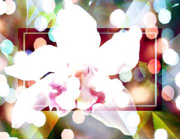 FX №267197 Holiday Orchid Serenity: Wishing You Background Joy