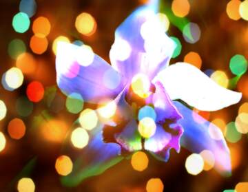 FX №267209 Orchid Bloom Dreams: Wishing You Holiday Background