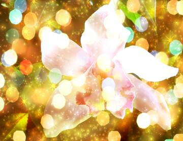FX №267176 Orchid Dreams Unveiled: Holiday Background Bliss