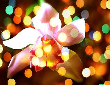 FX №267187 Orchid Flower Holiday Wish Background
