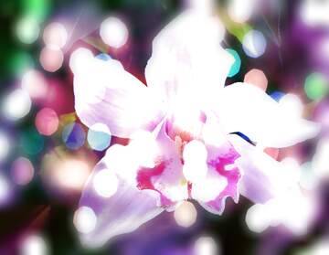 FX №267193 Orchid Flower Holiday Wish Background