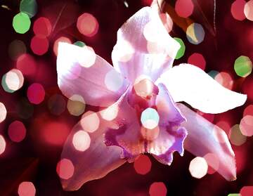 FX №267214 Orchid Splendor: Wishing You Holiday Background Joy