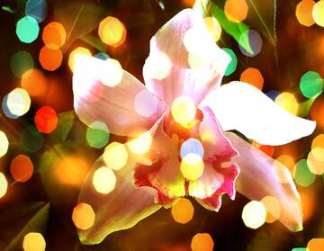 FX №267200 Orchid Wishes Unveiled: A Background of Holiday Joy
