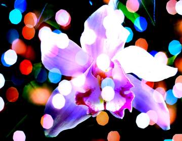 FX №267184 Serene Orchid Wishes: Wishing You Holiday Background